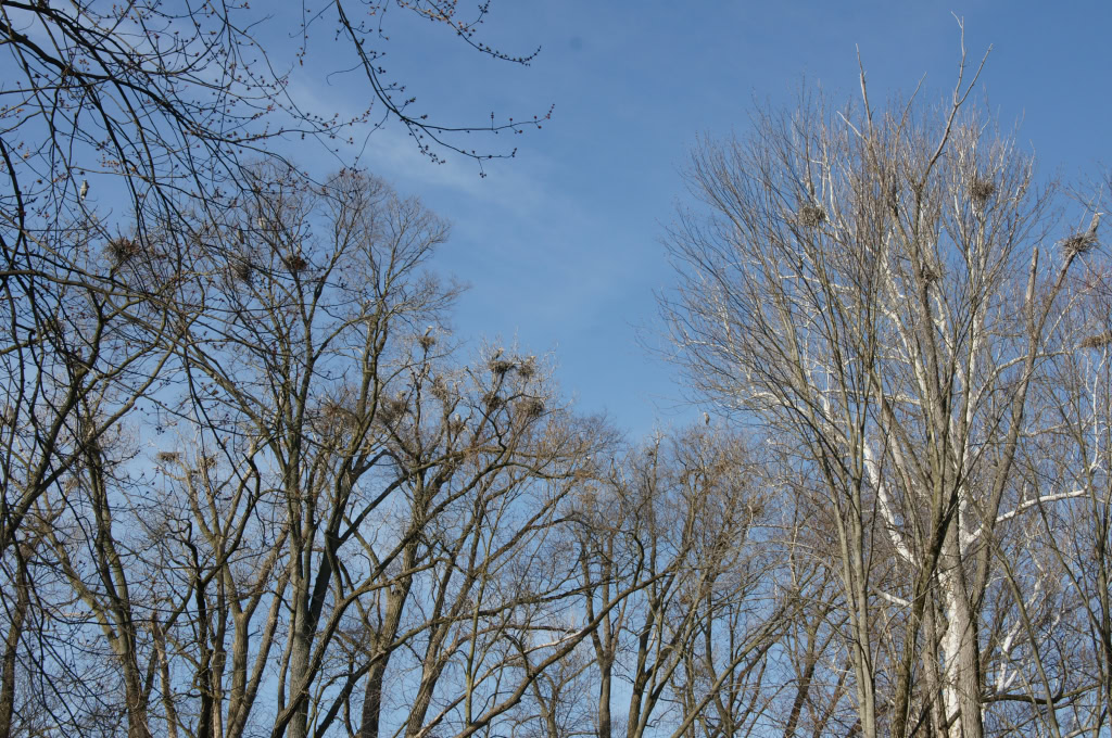 Great Blue Heron Rookery  April 2014
