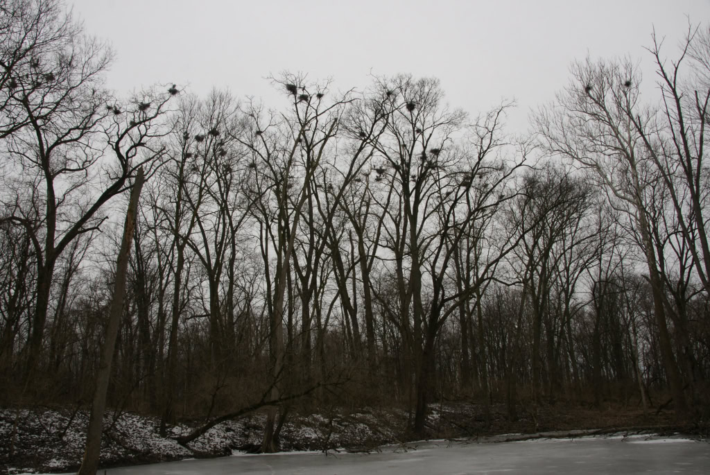 Herons 2013