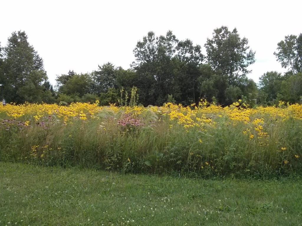 TOMLINSON ARBORETUM