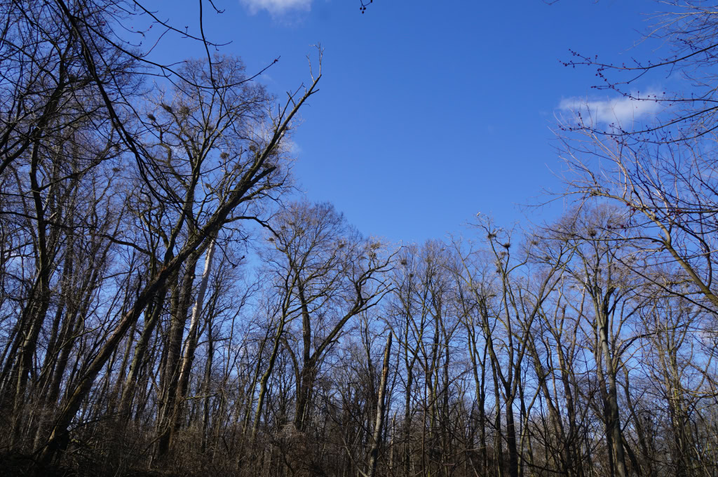 Heron Rookery 2016