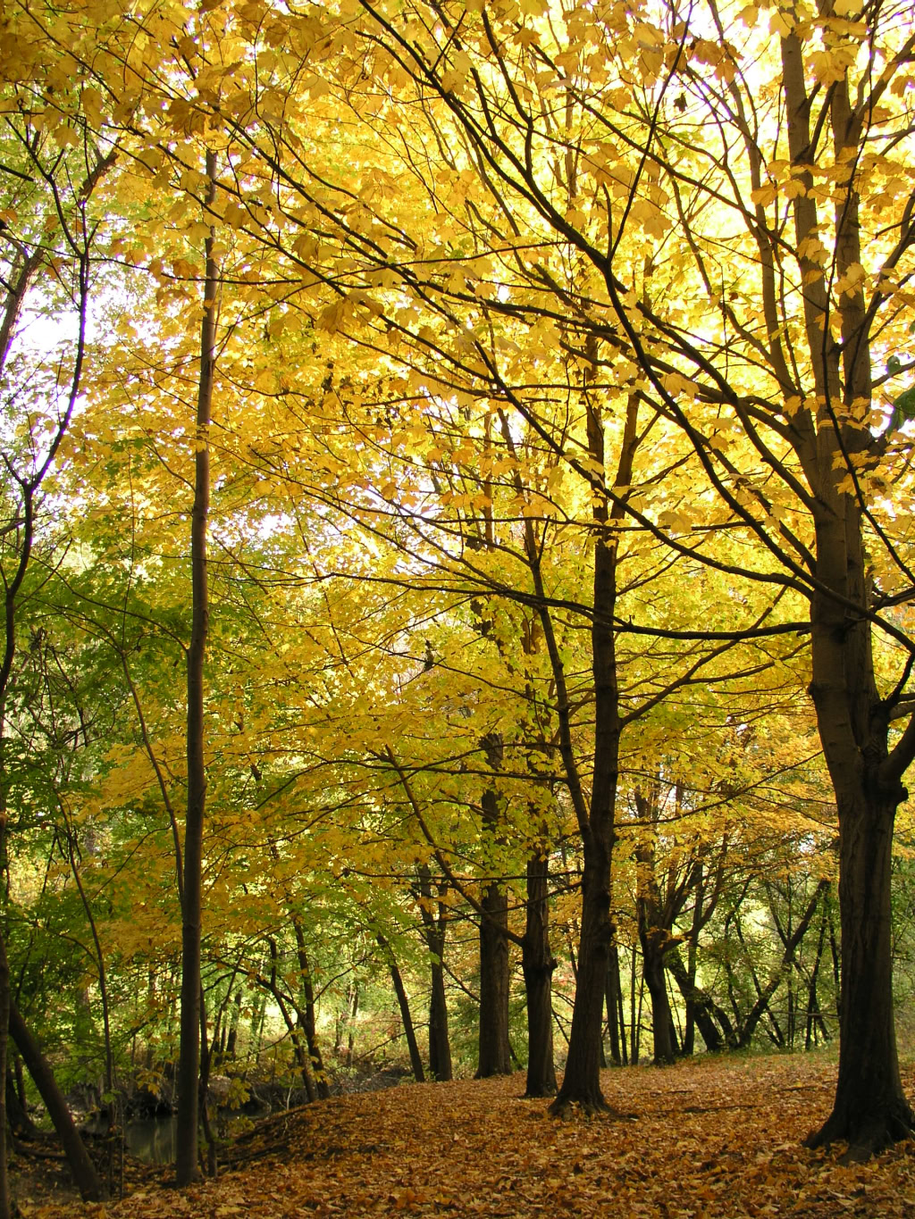 yellow wood
