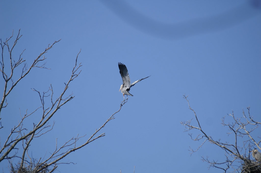 GREAT BLUE HERONS APRIL 2008