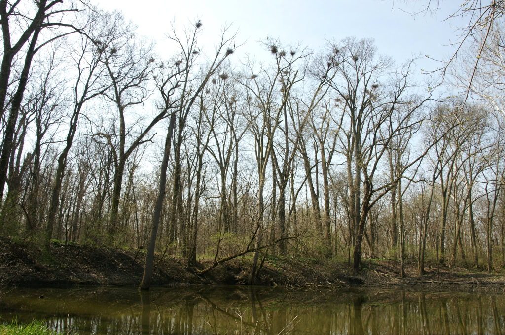 Great Blue Herons March 2012