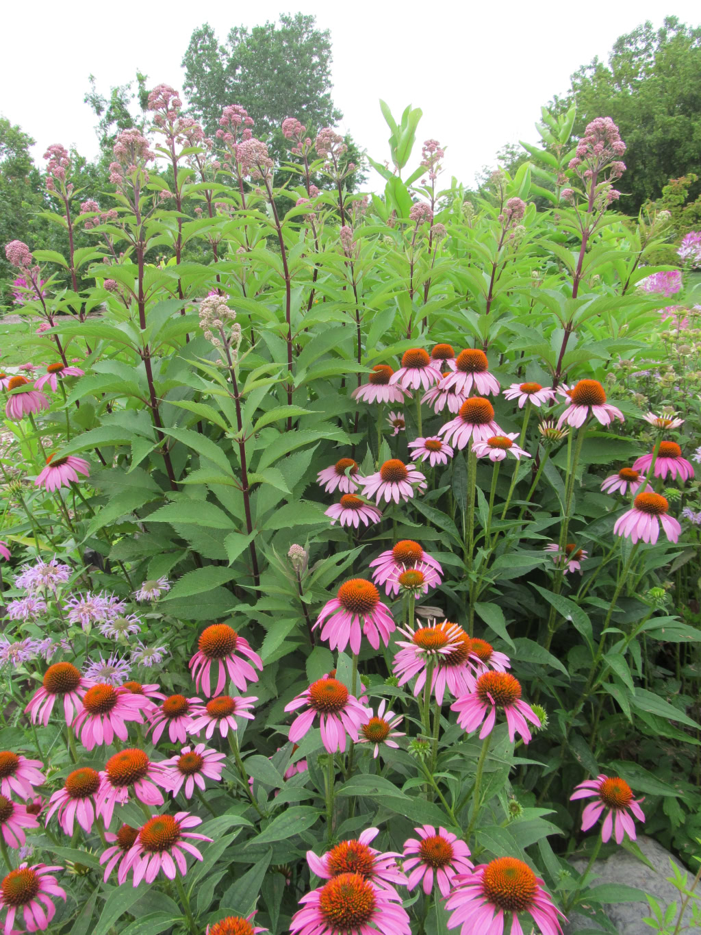 TOMLINSON ARBORETUM