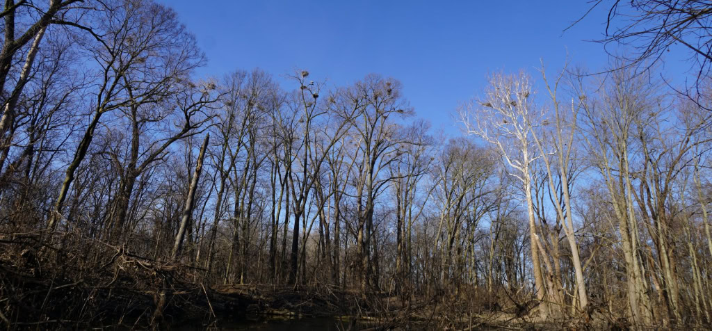 Great Blue Herons March 26 2018