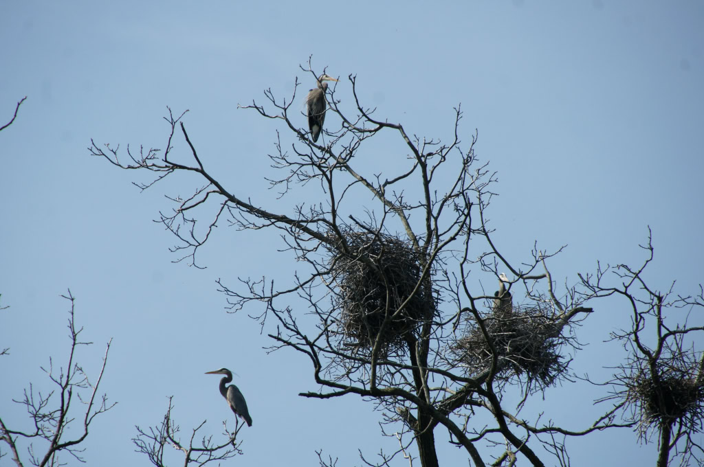 Great Blue Herons March 2012