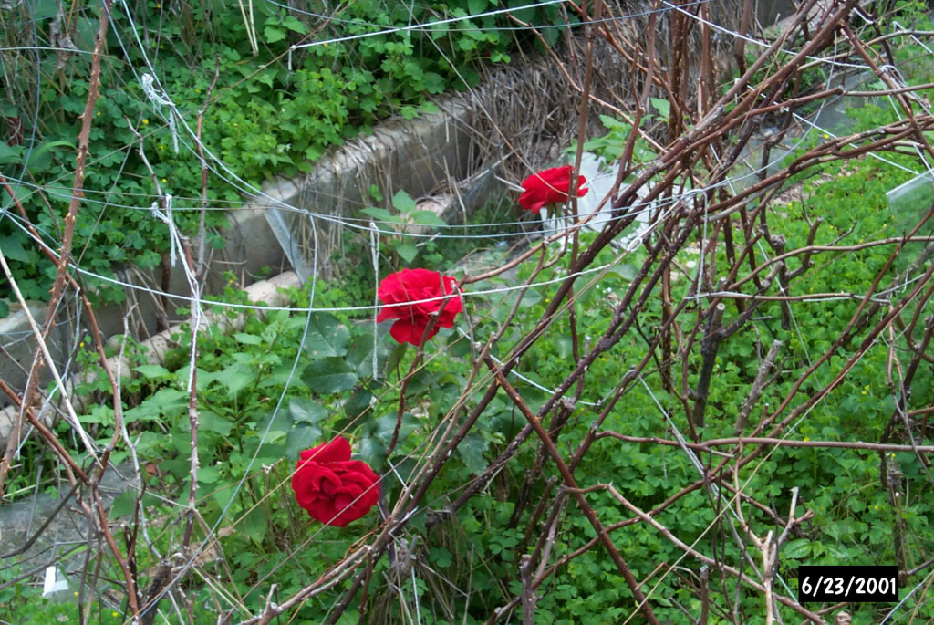 Mount Clemens Rose Garden