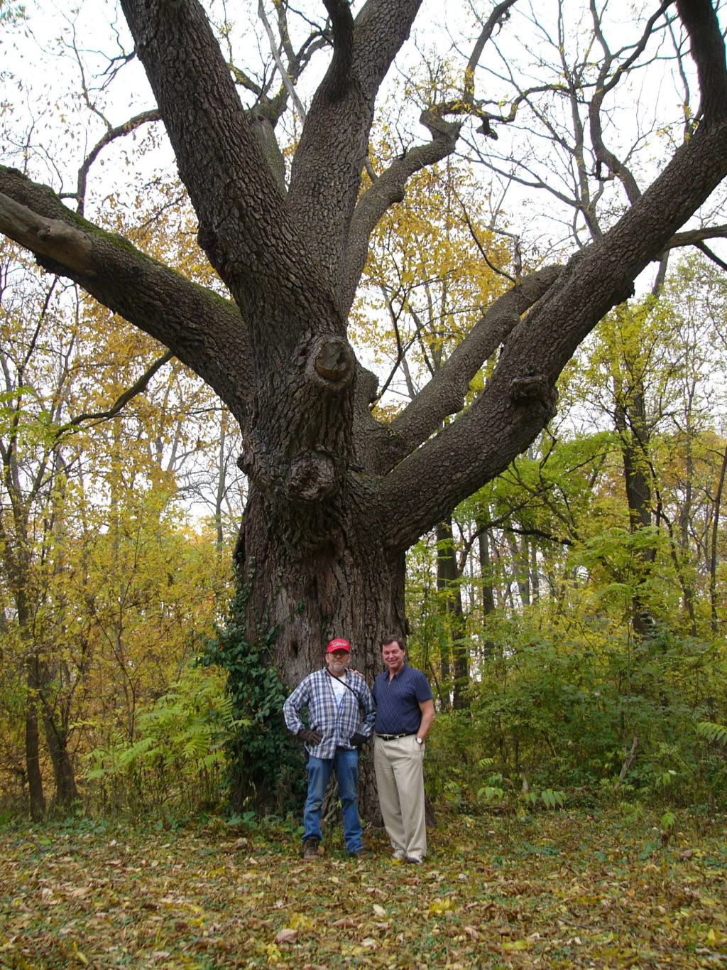 Black Walnut Tree