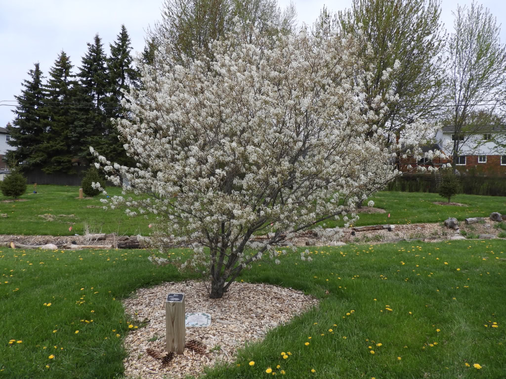 CLINTON TWP ARBORETUM