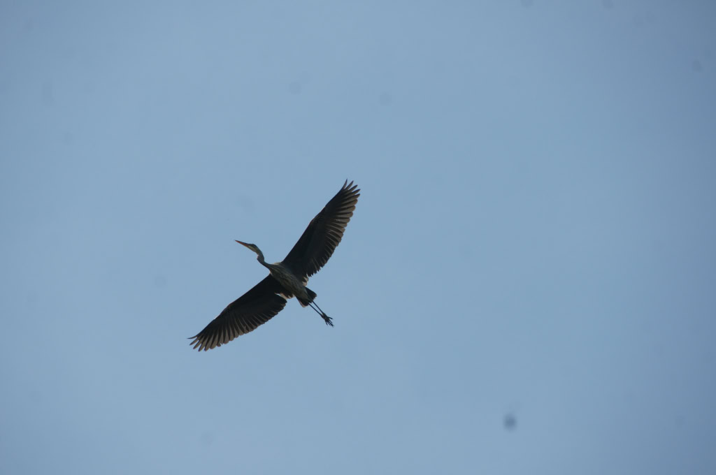 Great Blue Herons March 2012