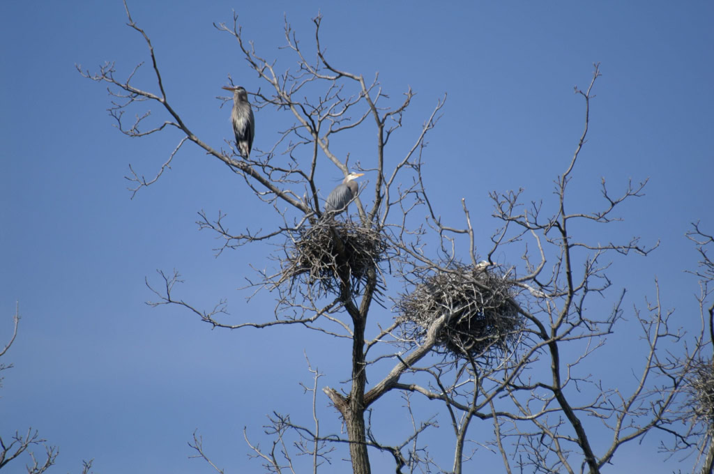GREAT BLUE HERONS APRIL 2008