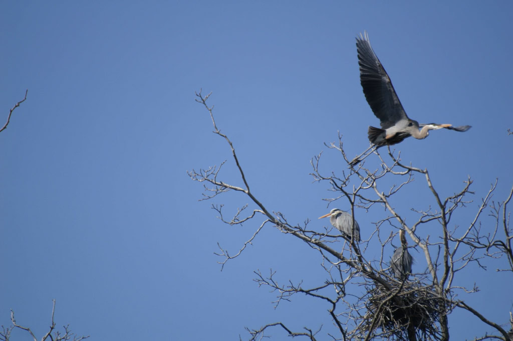 GREAT BLUE HERONS APRIL 2008
