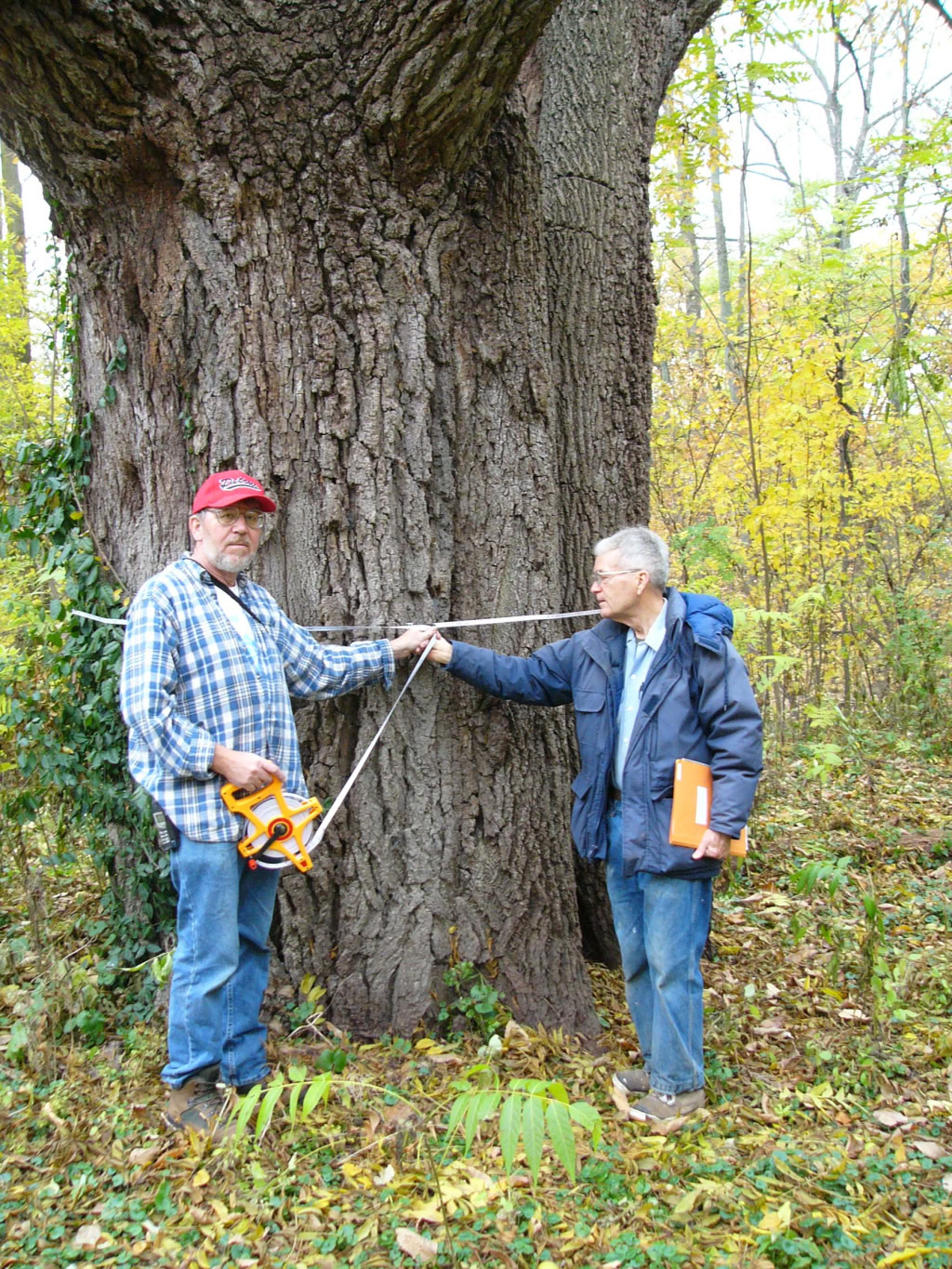 black walnut tree