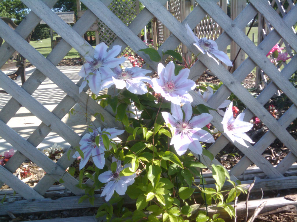 Pergola June 4 2013