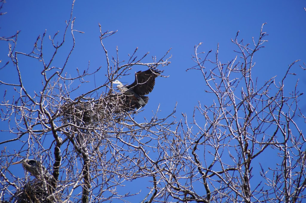 herons 2019