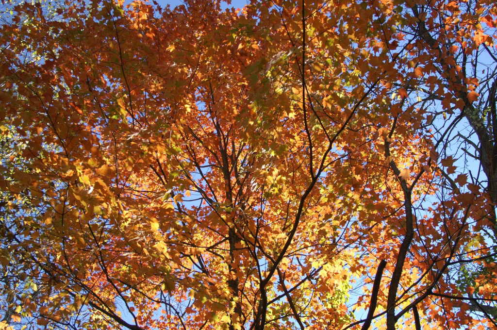 CANAL PARK FALL 2007