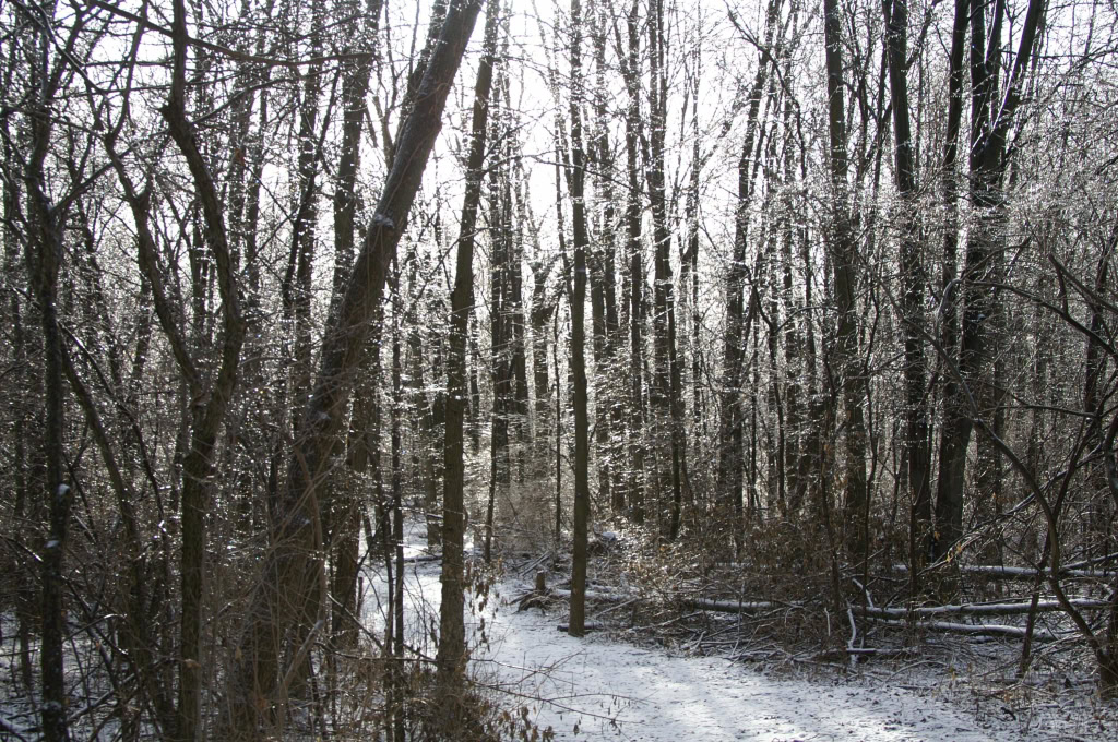 Ice Storm Jan 17 2007