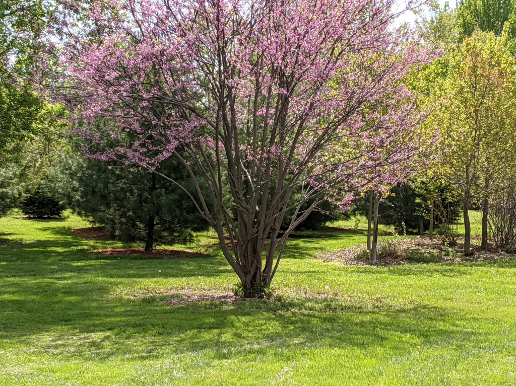 ARBORETUM - REDBUD