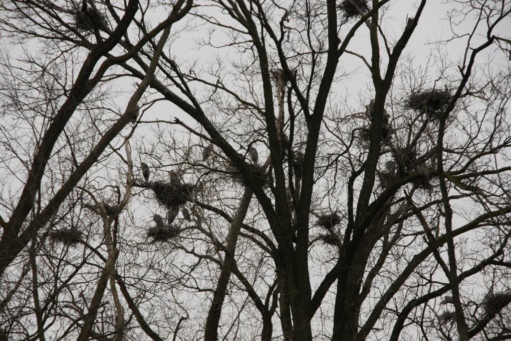 Herons 2013