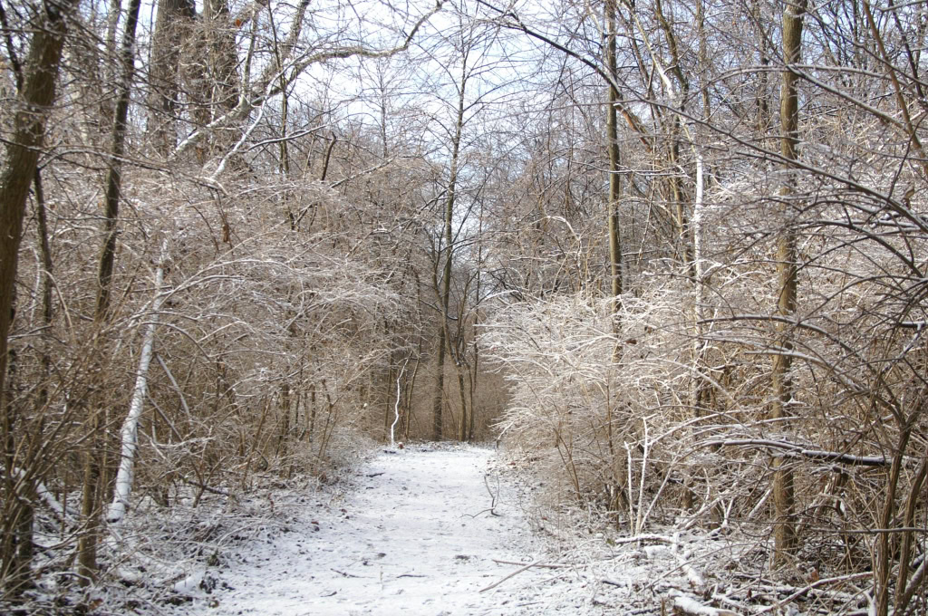 Ice Storm Jan 17 2007