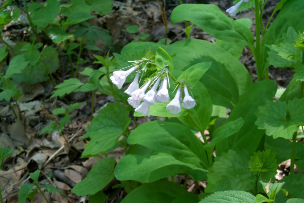 little trumpets