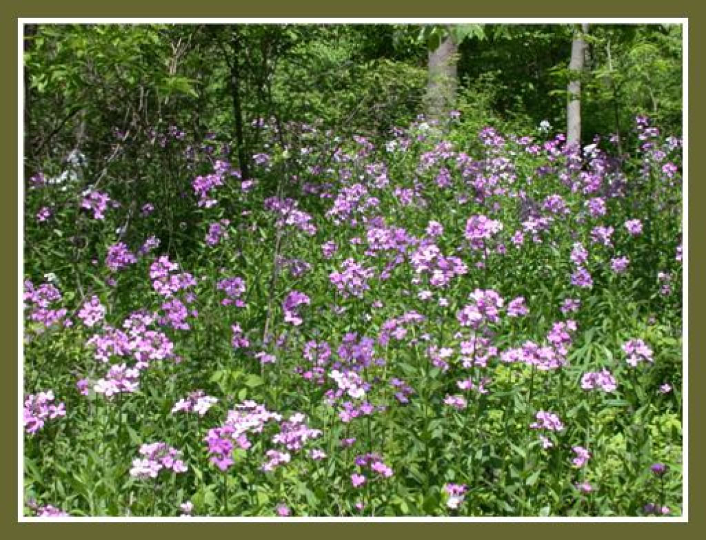 Mill Park Flowers