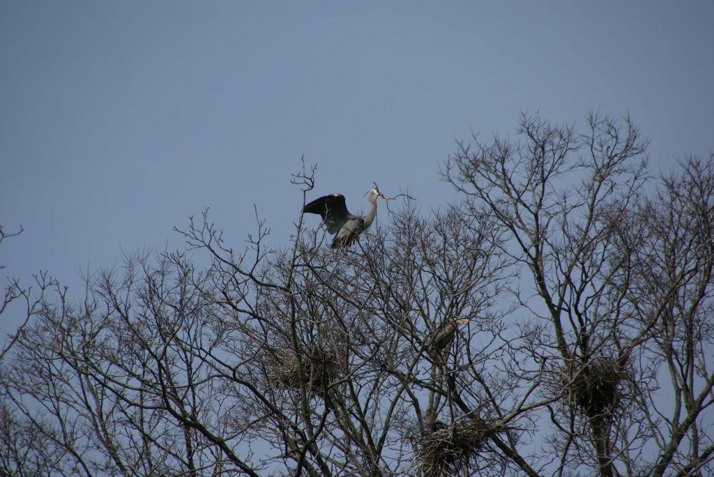 Great Blue Herons