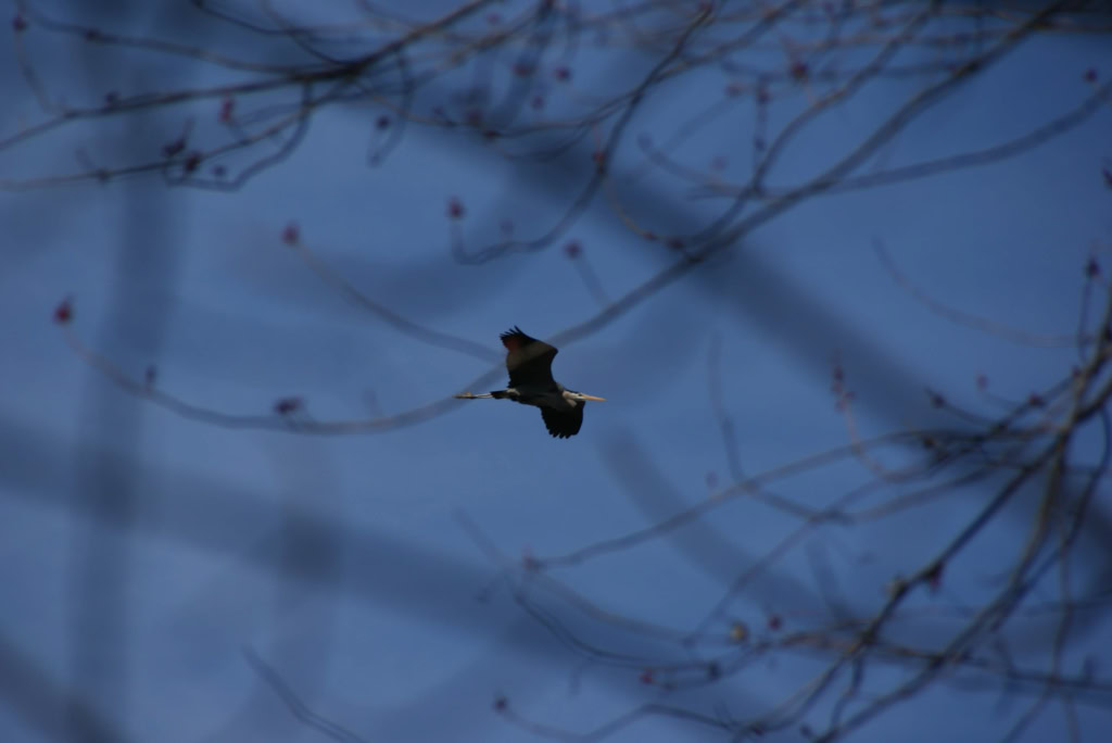 Great Blue Herons