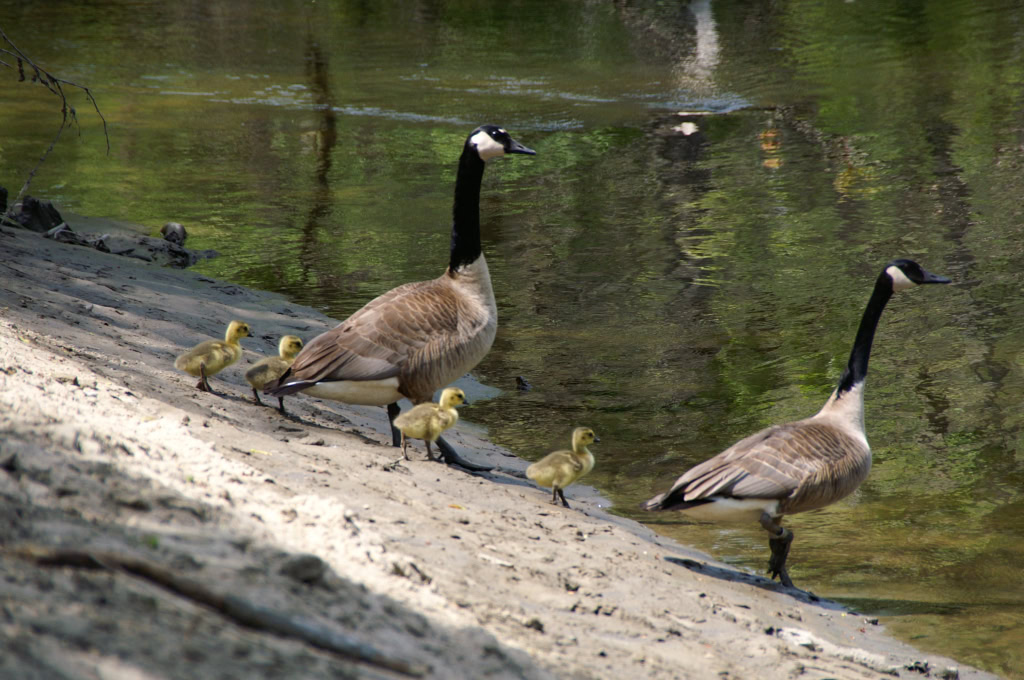 CANADA GEESE