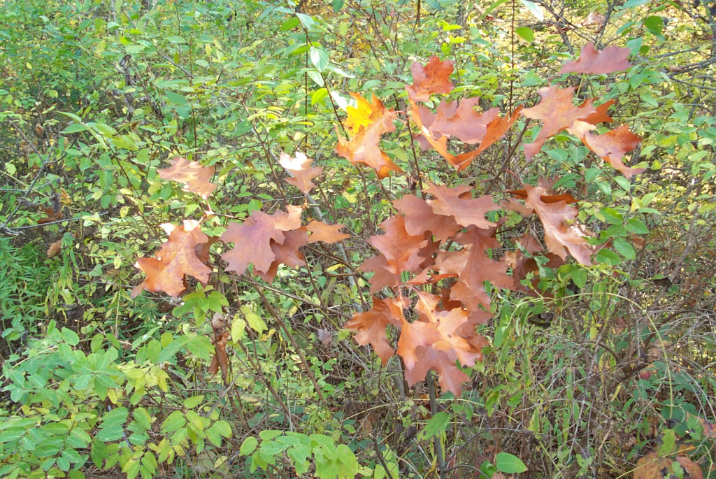 oak leaves