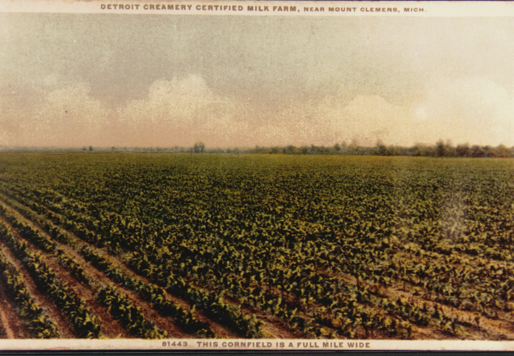 cornfield