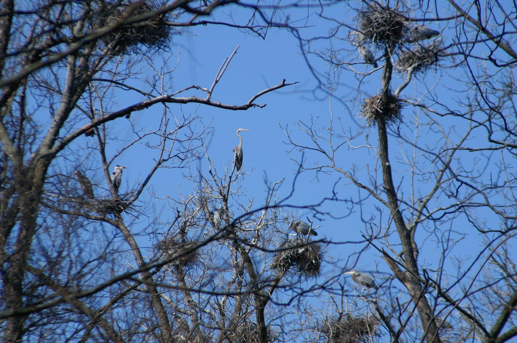 Great Blue Herons