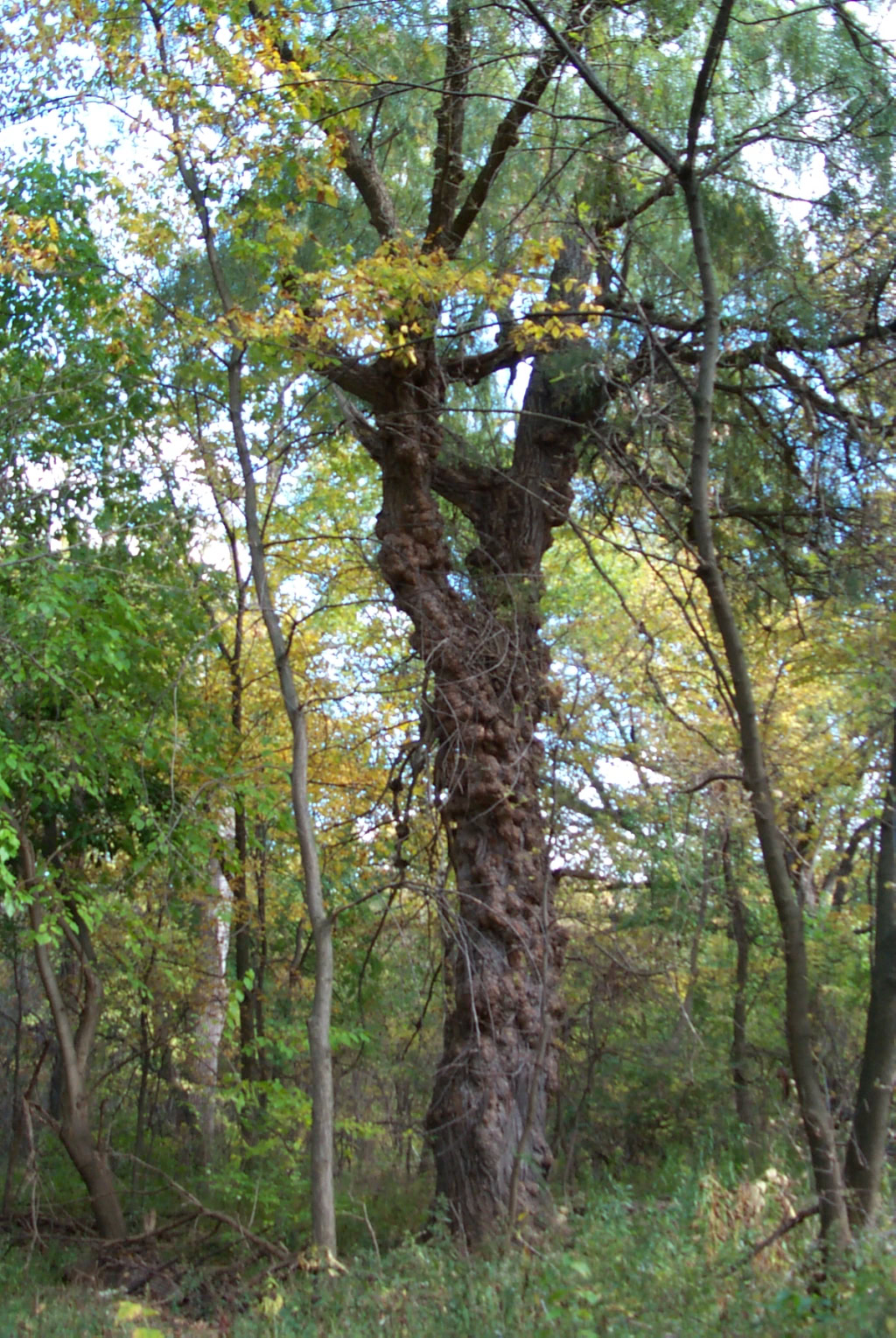 huge black willow