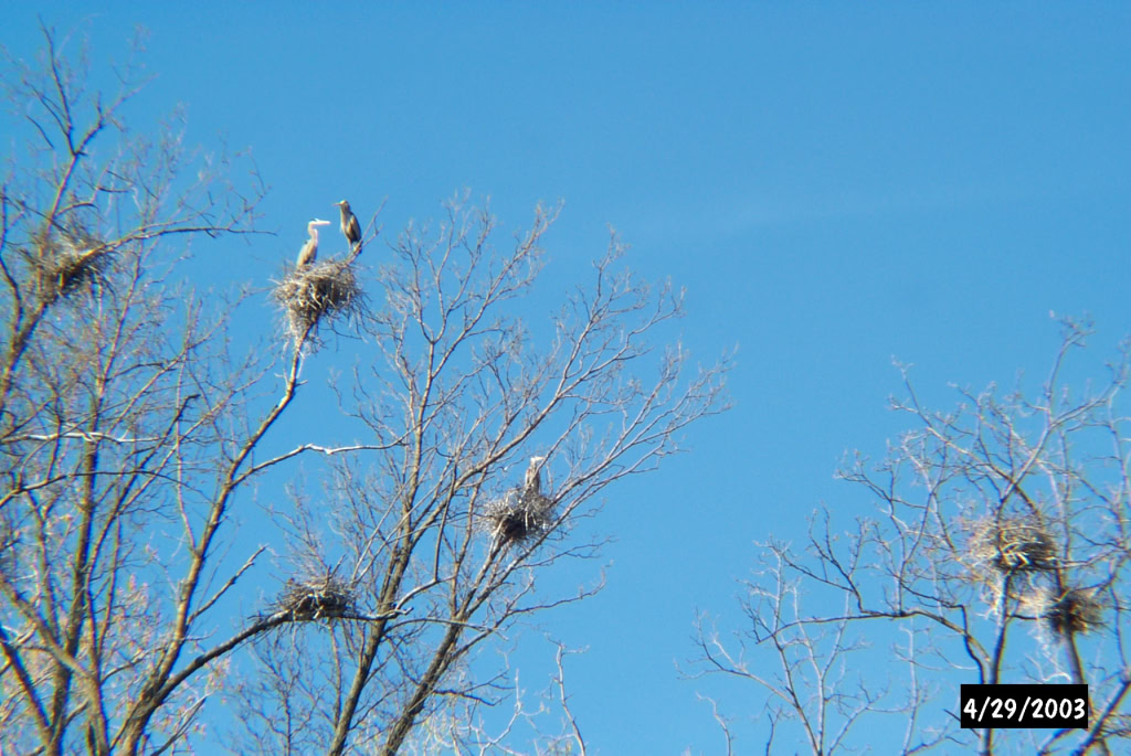 Great Blue Herons