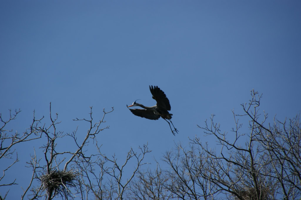 Herons March 2010