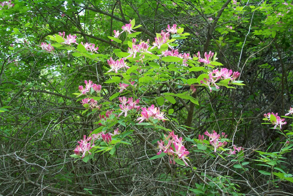 honeysuckle