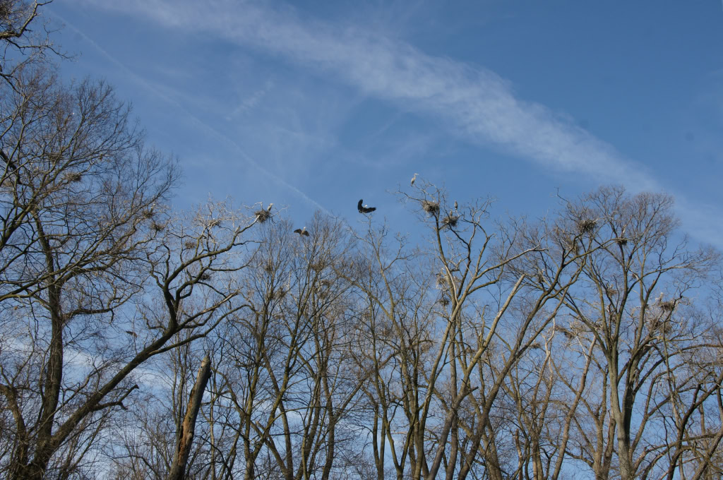 Great Blue Heron Rookery  April 2014