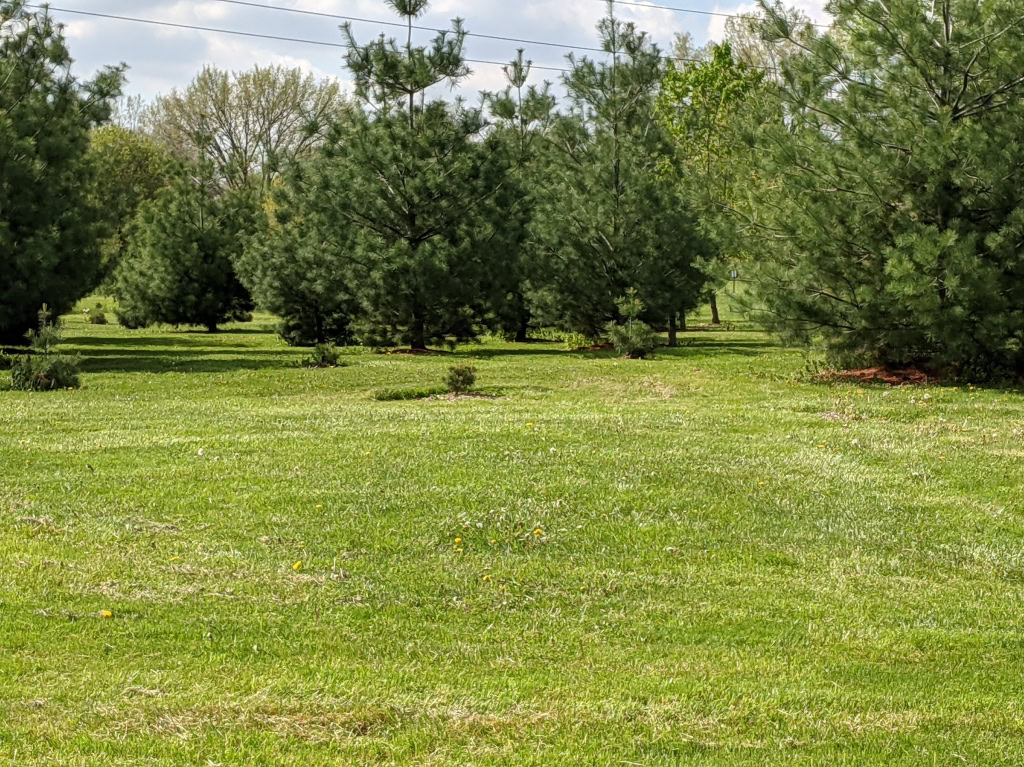 ARBORETUM - WHITE PINE