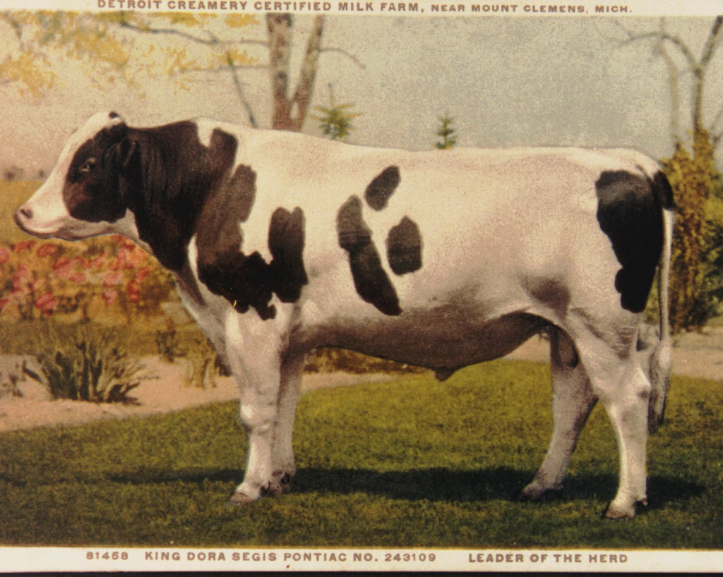 The Bull