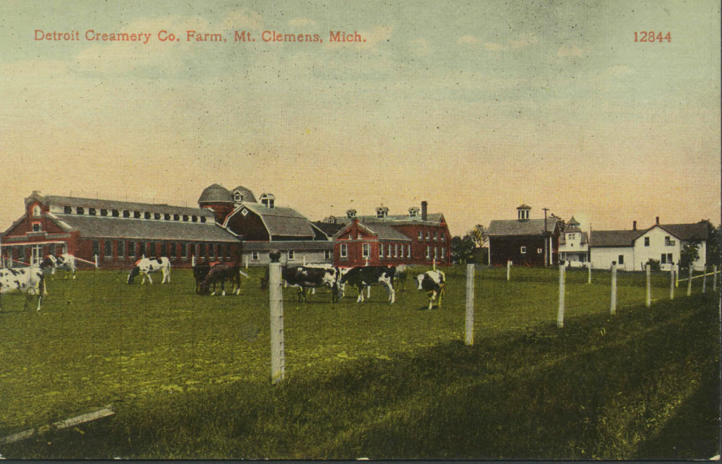 contented cows?