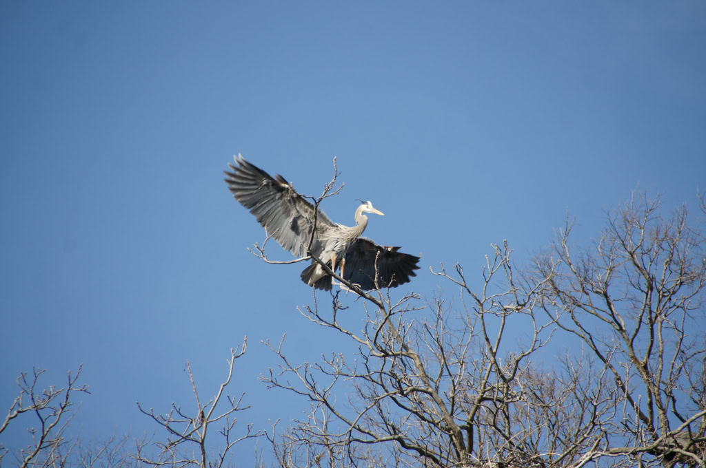 Great Blue Heron Rookery  April 2014