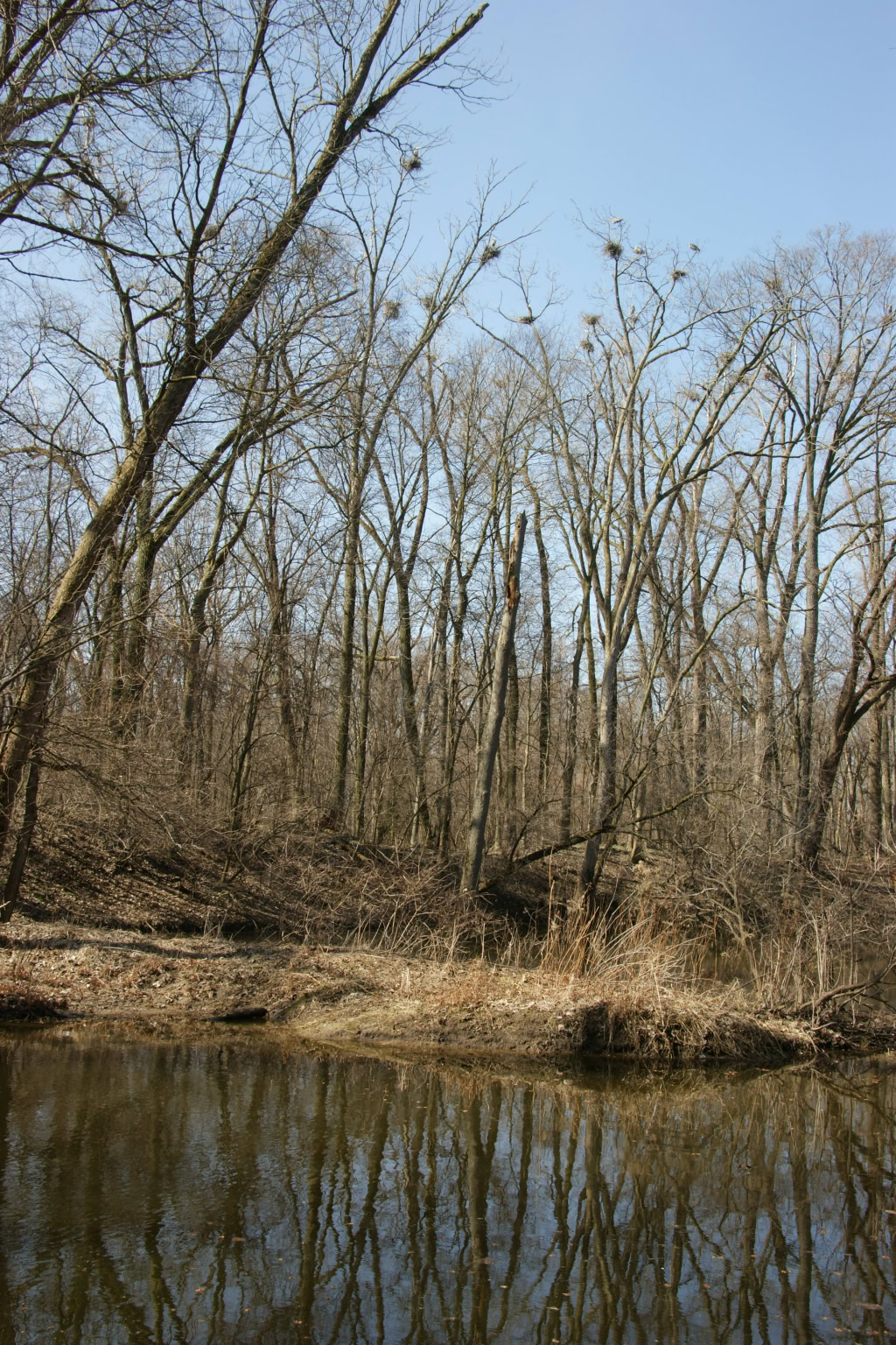 Herons March 2010