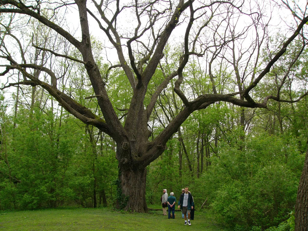 black walnut tree