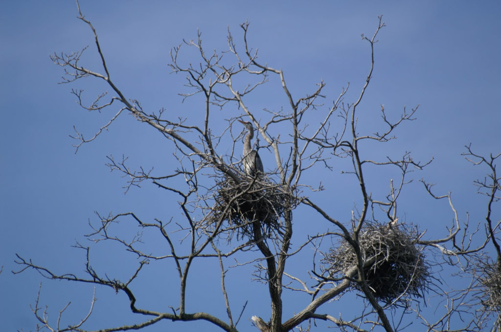 GREAT BLUE HERONS APRIL 2008