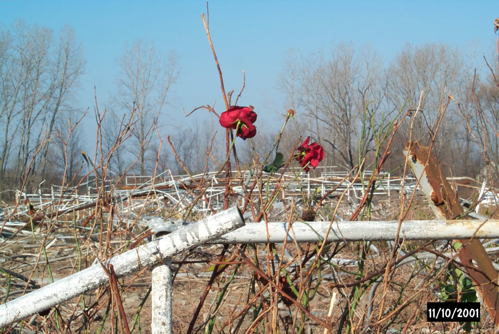 Mount Clemens Rose Garden