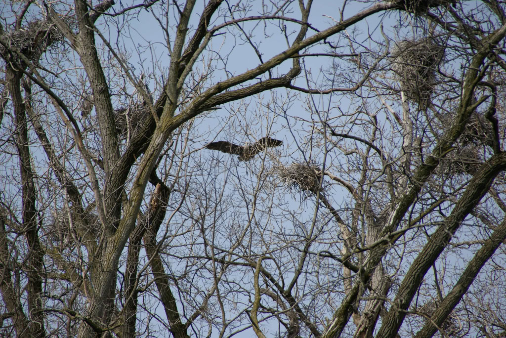 Great Blue Herons