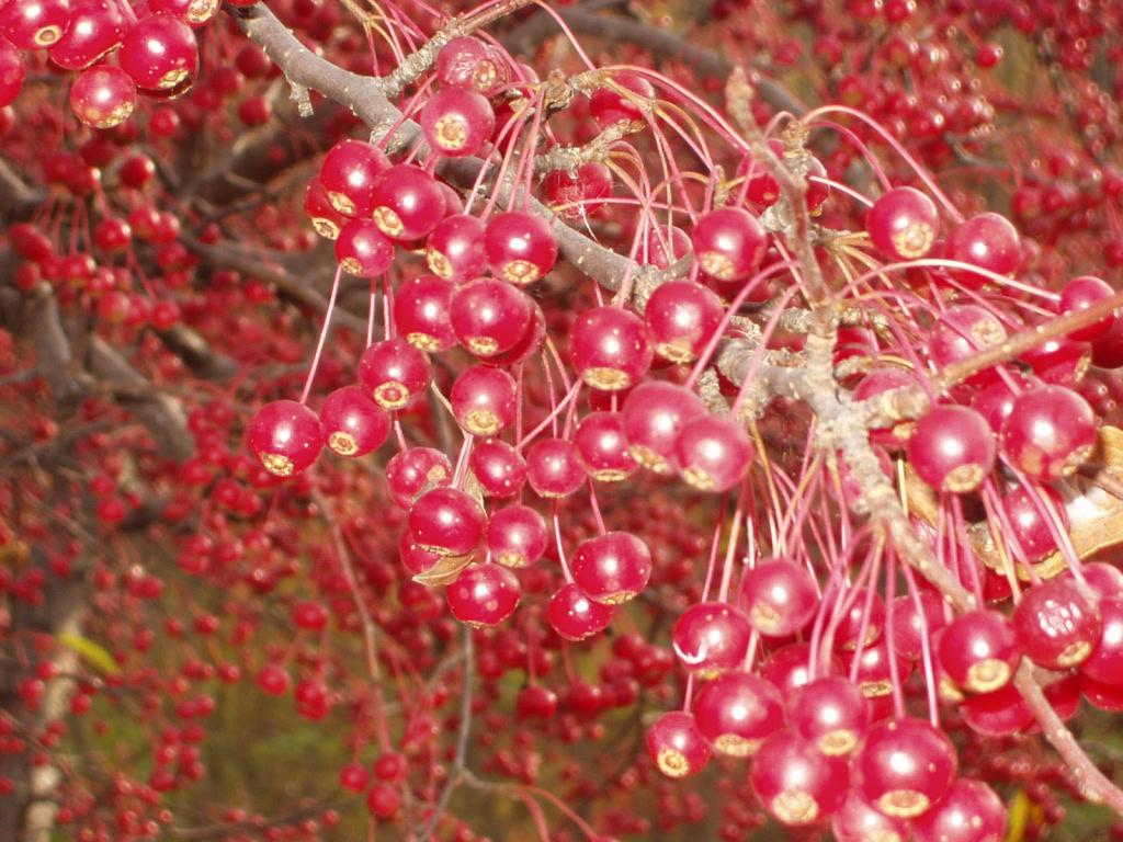 Canal Park berries