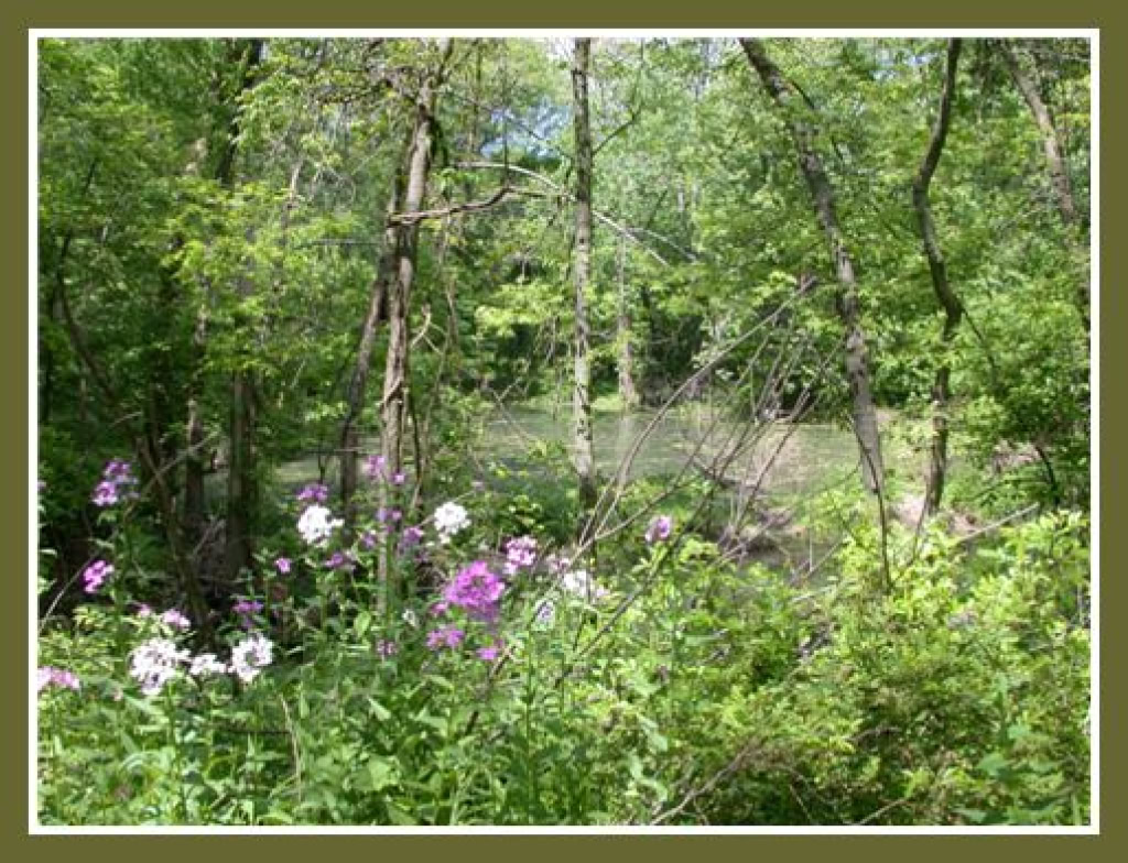 Mill Park Pond