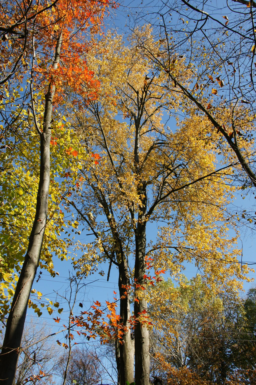 CANAL PARK  OCTOBER 2011