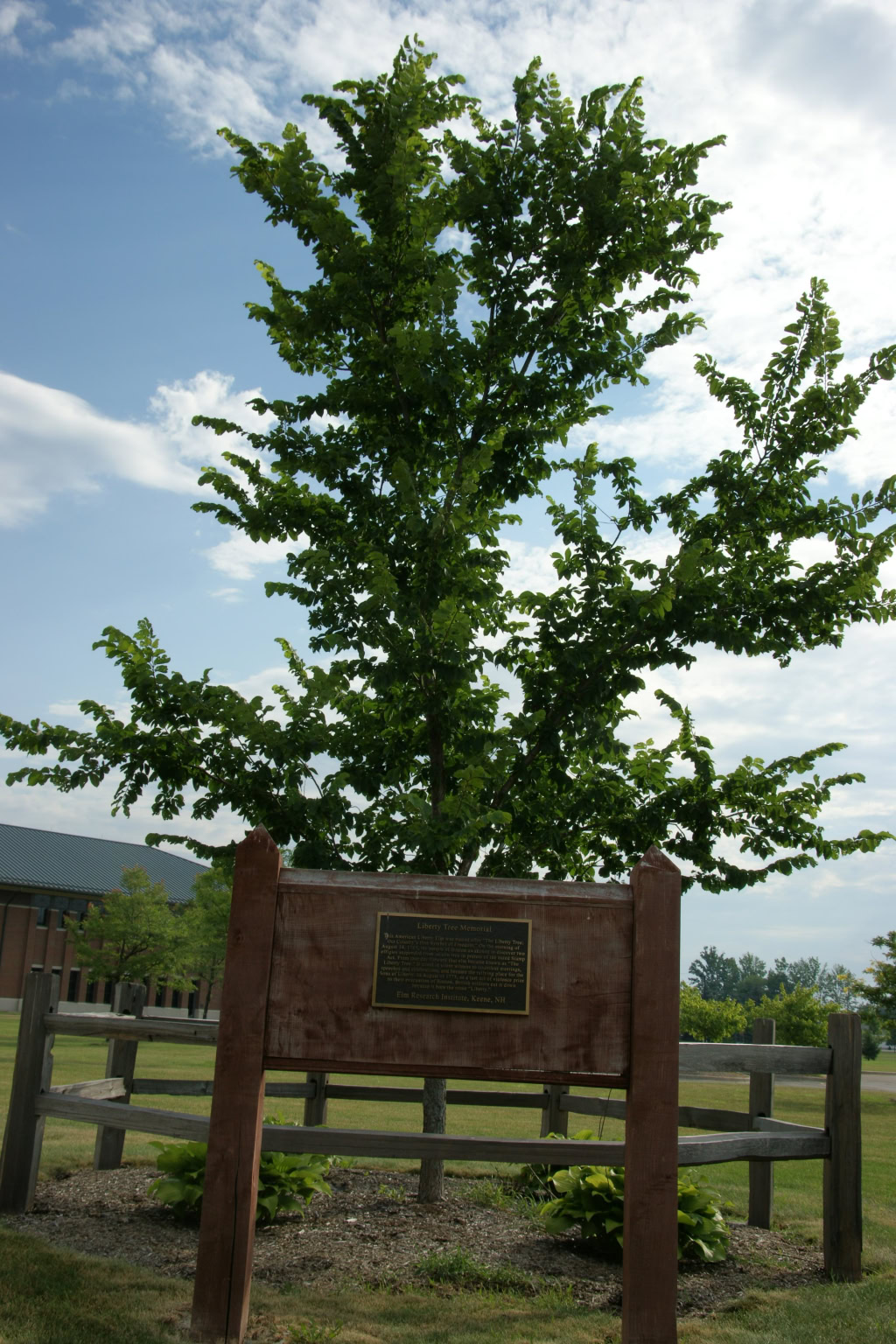 LIBERTY ELM